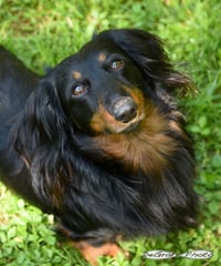 Louie - Photo 1