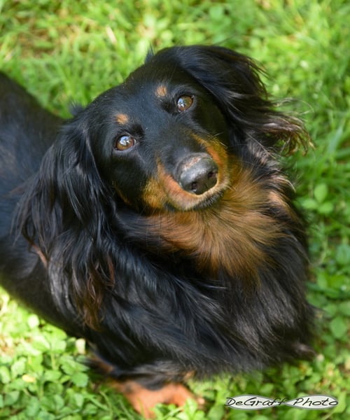 LOUIE - Dachshund available for adoption