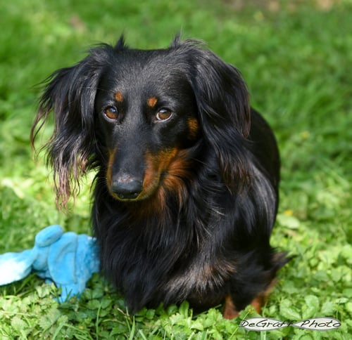 LOUIE - Dachshund available for adoption