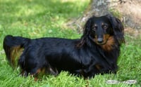 Louie - Photo 3