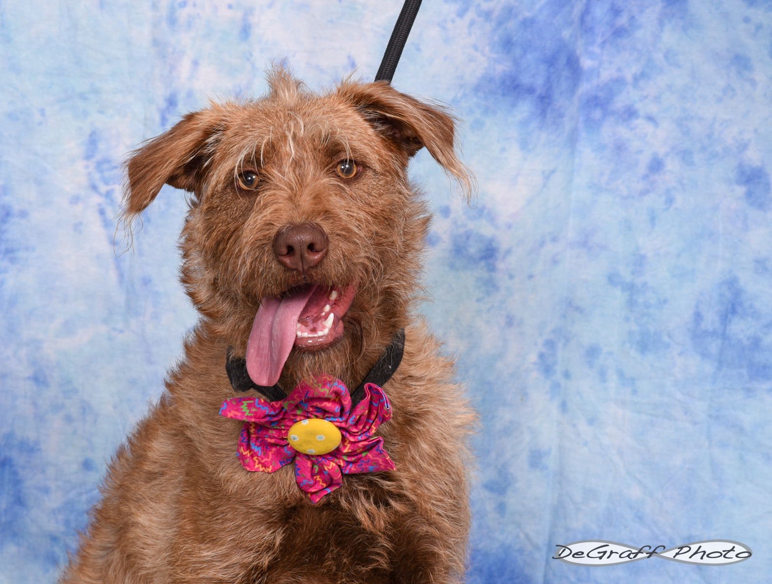 RUTHIE - Terrier available for adoption