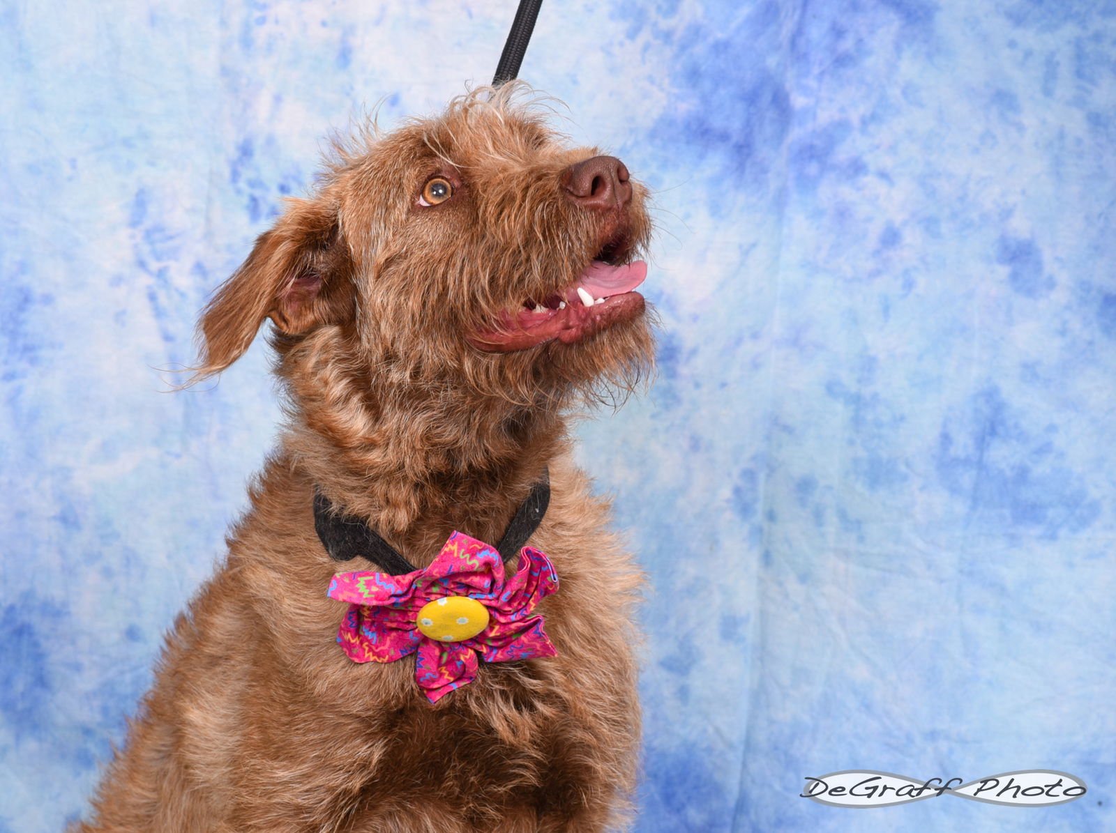 RUTHIE - Terrier available for adoption