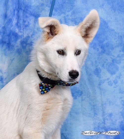 SILAS - Shepherd / Labrador Retriever available for adoption