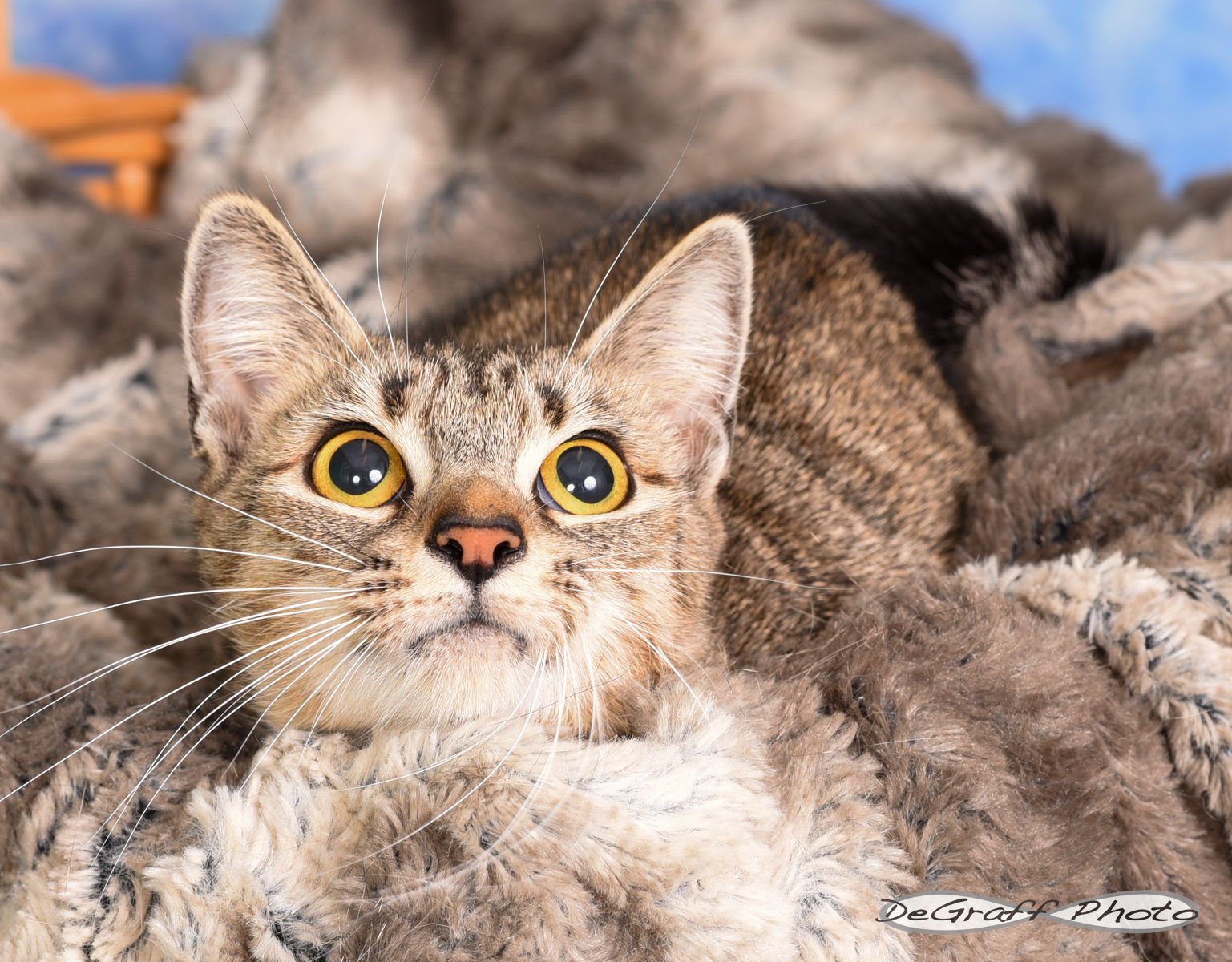 JOSIE - Domestic Short Hair available for adoption