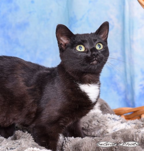 PAX - Domestic Short Hair available for adoption