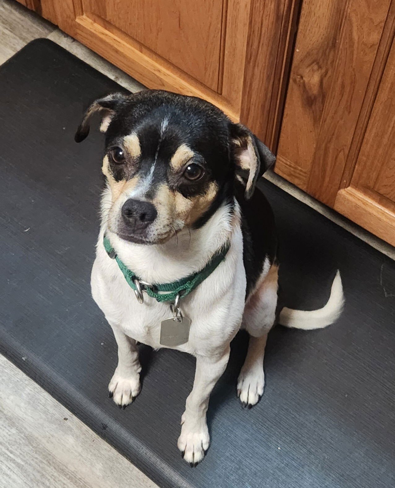 OSCAR - Chihuahua / Terrier available for adoption