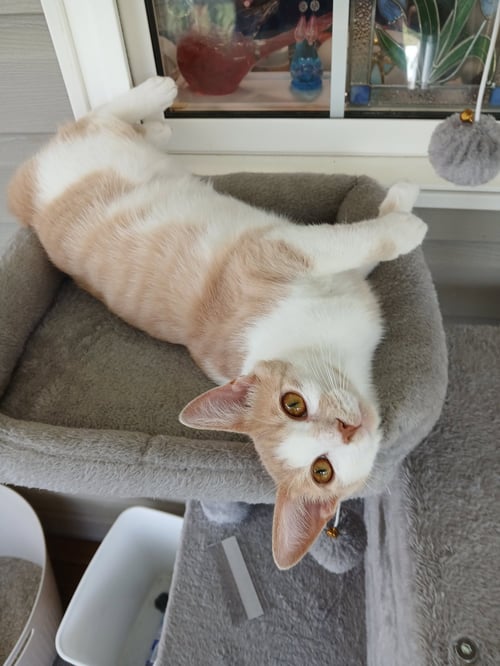CHARLENE - Domestic Short Hair available for adoption