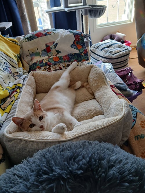 CHARLENE - Domestic Short Hair available for adoption