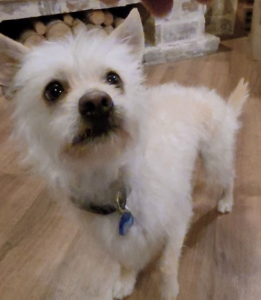 SQUEAKY MCGEE - Poodle (unknown type) / Terrier available for adoption