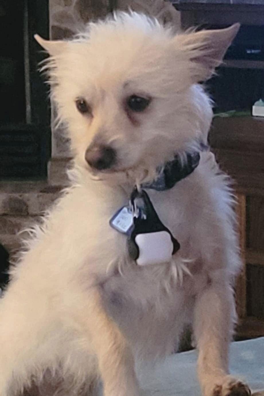 SQUEAKY MCGEE - Poodle (unknown type) / Terrier available for adoption