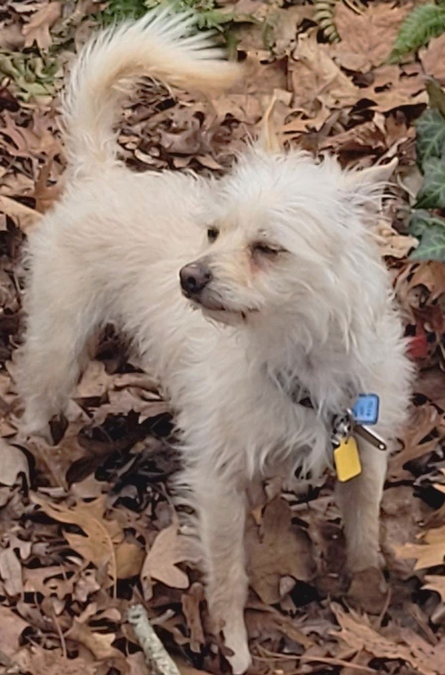 Squeaky McGee - Photo 3