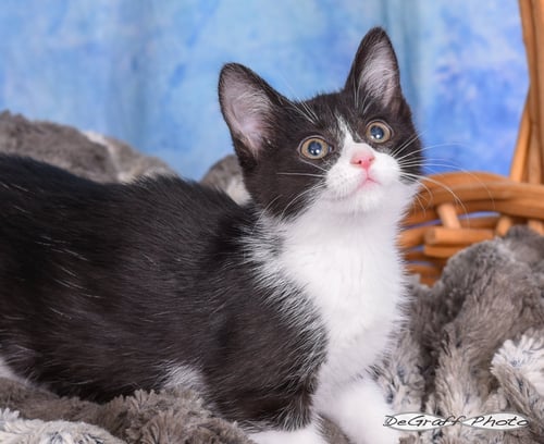 BONNIE - Domestic Short Hair available for adoption