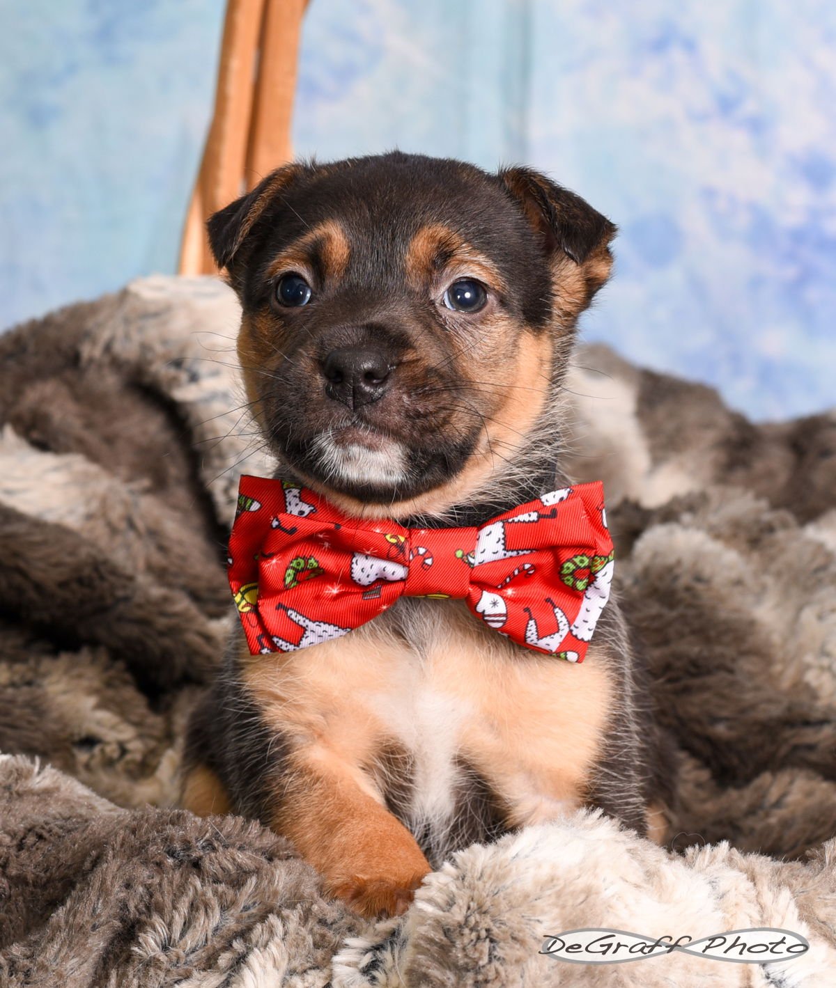 SHOTZEY - Shepherd available for adoption