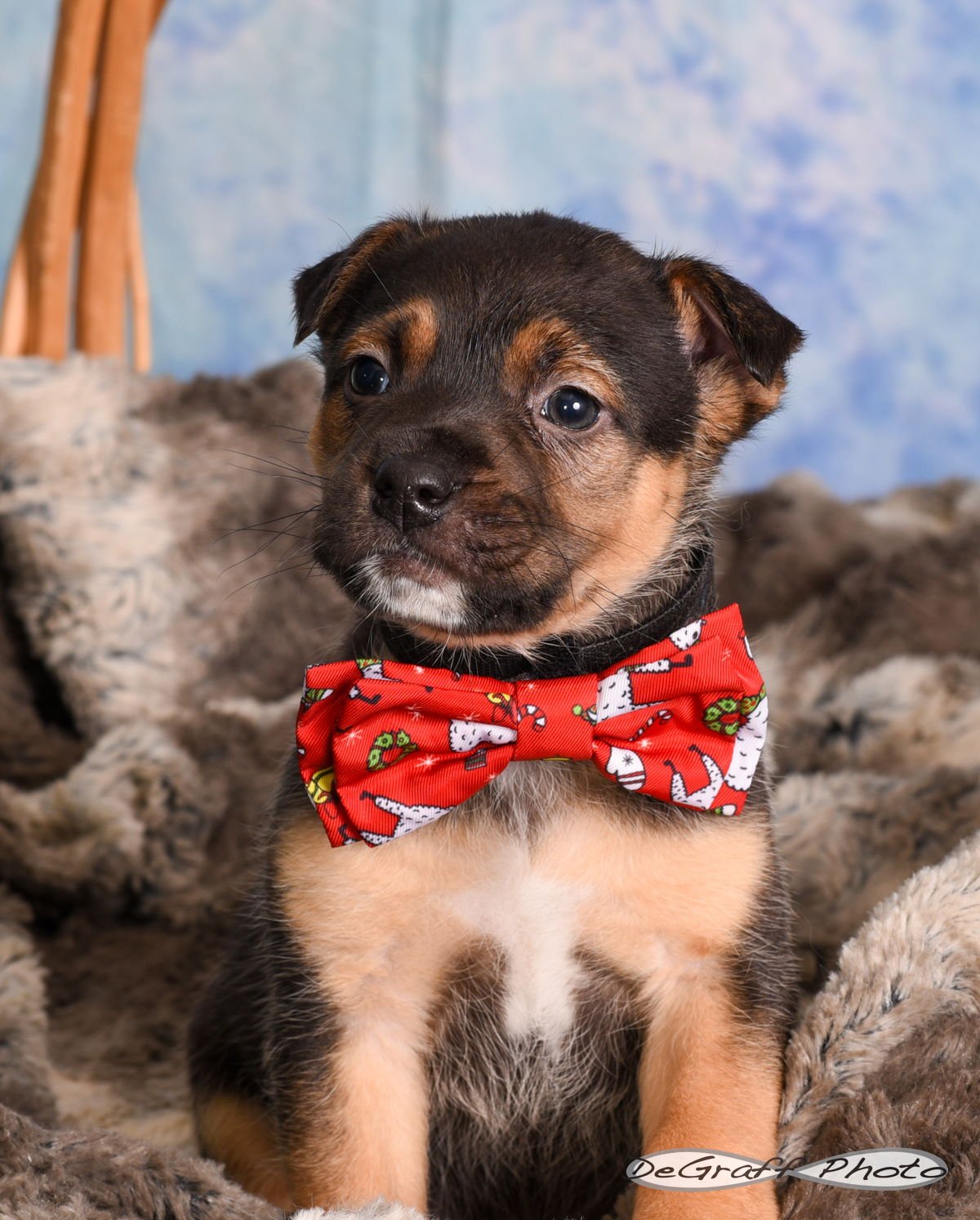 SHOTZEY - Shepherd available for adoption