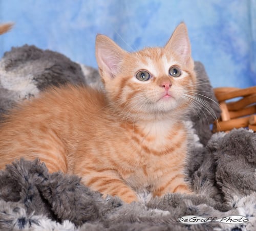 TANGERINE - Domestic Short Hair available for adoption