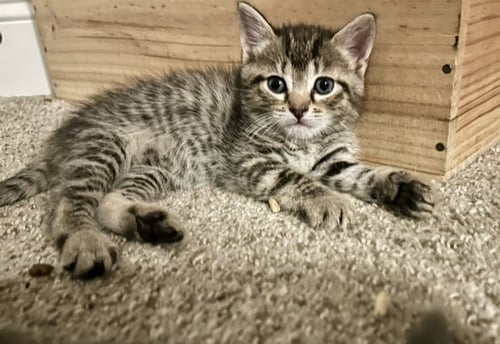 SMOKEY - Domestic Short Hair available for adoption