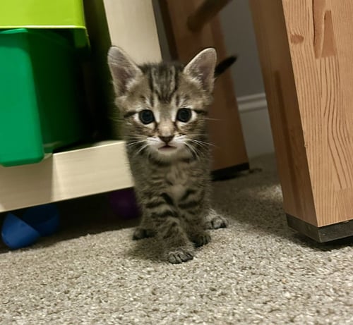 SMOKEY - Domestic Short Hair available for adoption