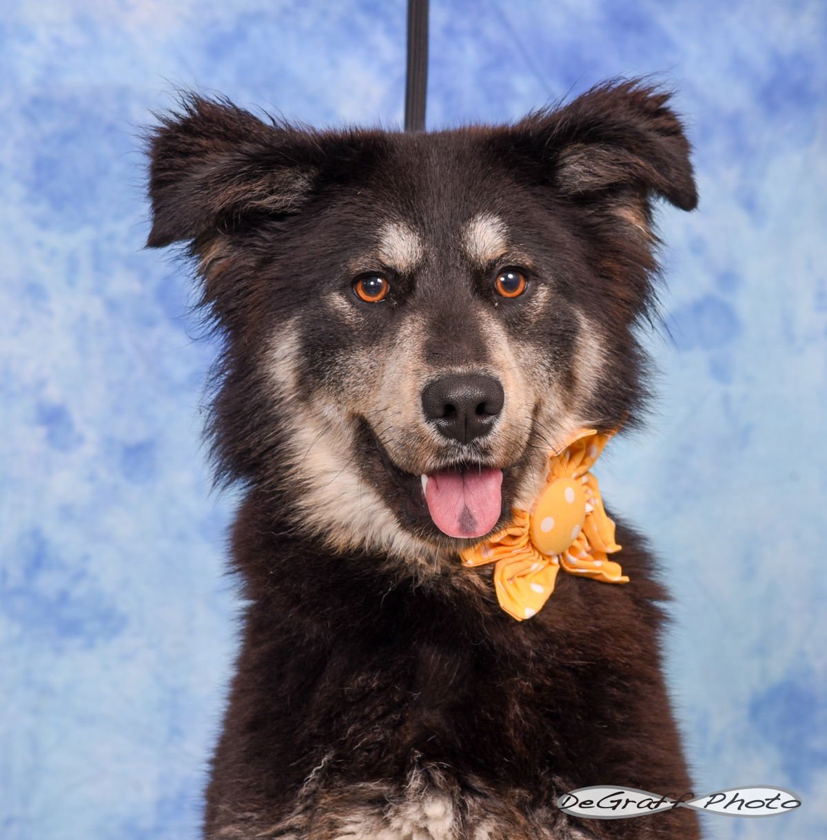 SHEENA - Australian Shepherd / Collie available for adoption