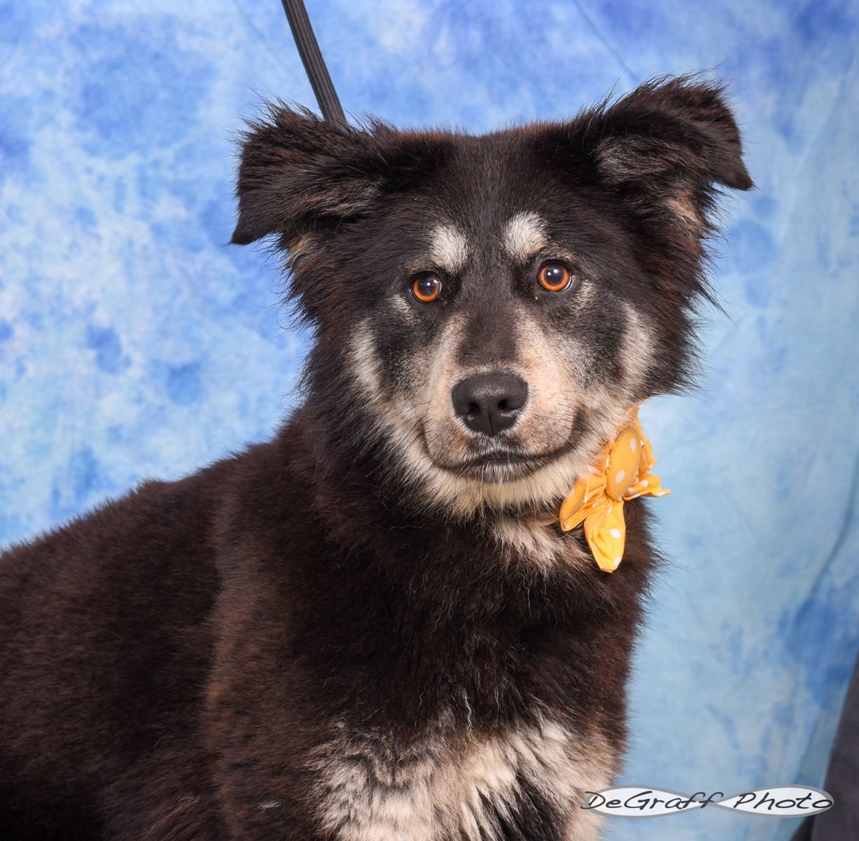 SHEENA - Australian Shepherd / Collie available for adoption