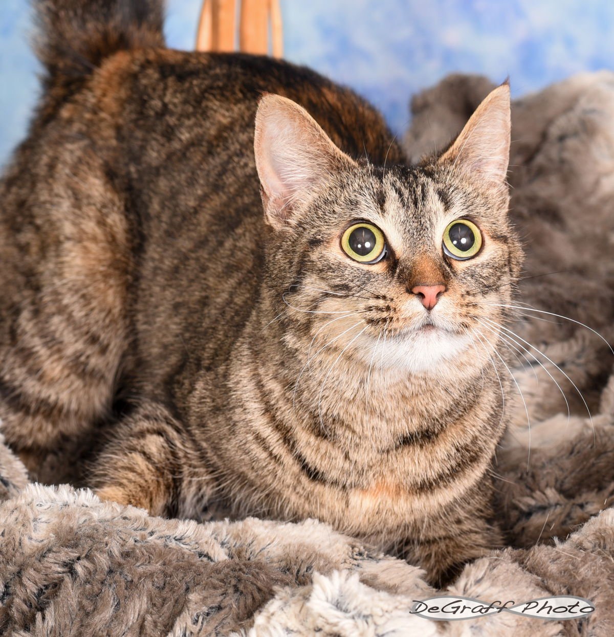 NINA - Domestic Short Hair available for adoption