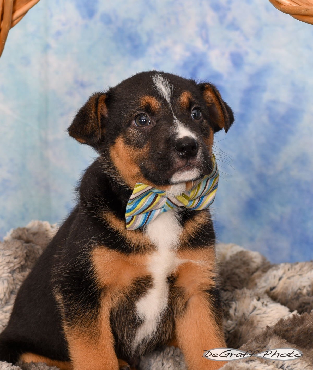ROMEO - Cattle Dog / Shepherd available for adoption