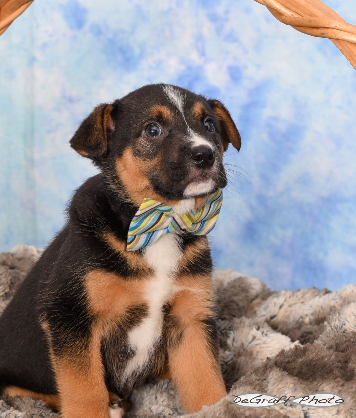 ROMEO - Cattle Dog / Shepherd available for adoption