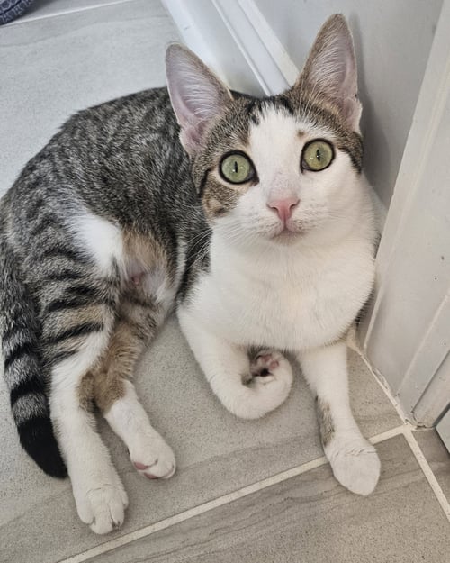 CUPCAKE - Domestic Short Hair available for adoption