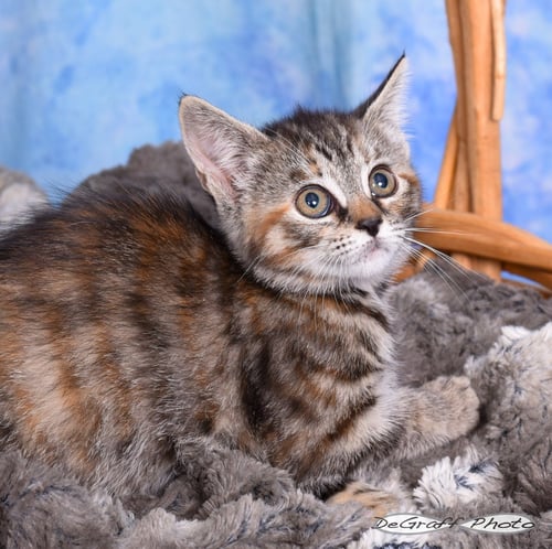 DASH - Domestic Short Hair available for adoption