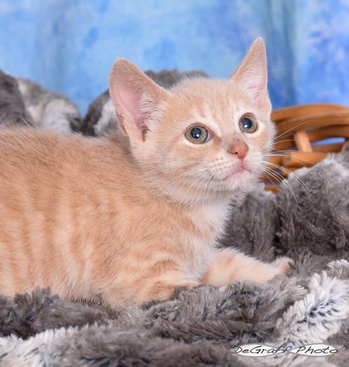 DIPPER - Domestic Short Hair available for adoption