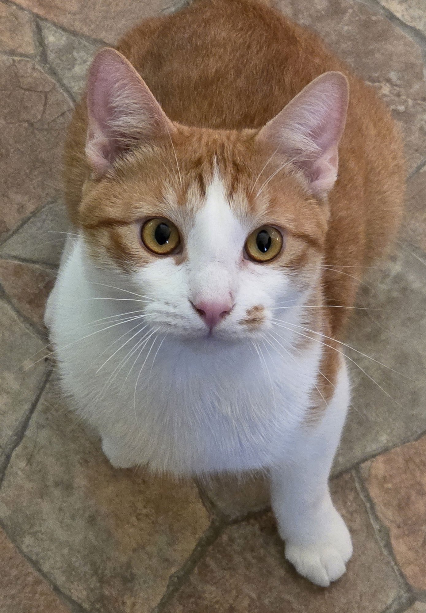 DOOBIE - Domestic Short Hair available for adoption