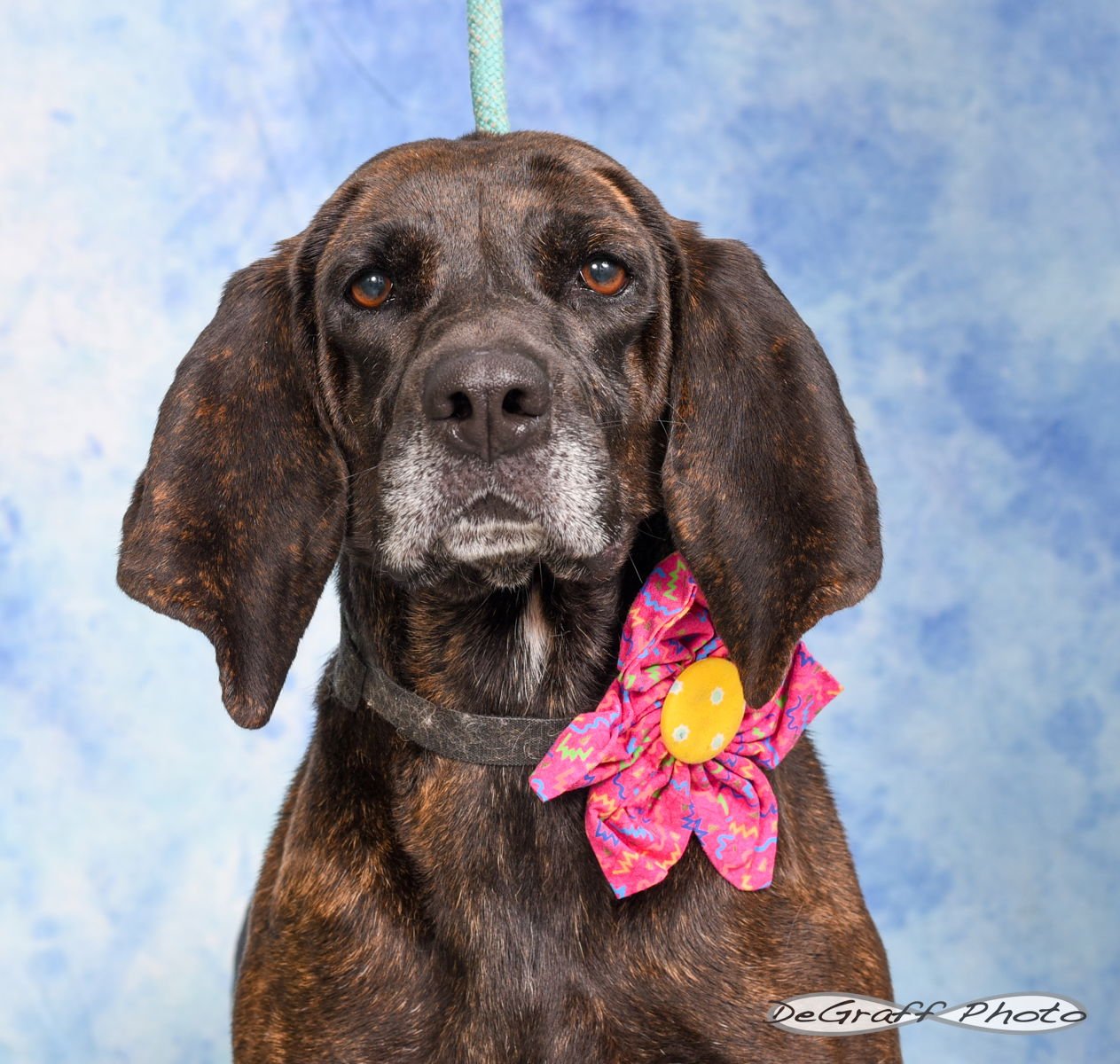 PEARL - Plott Hound available for adoption