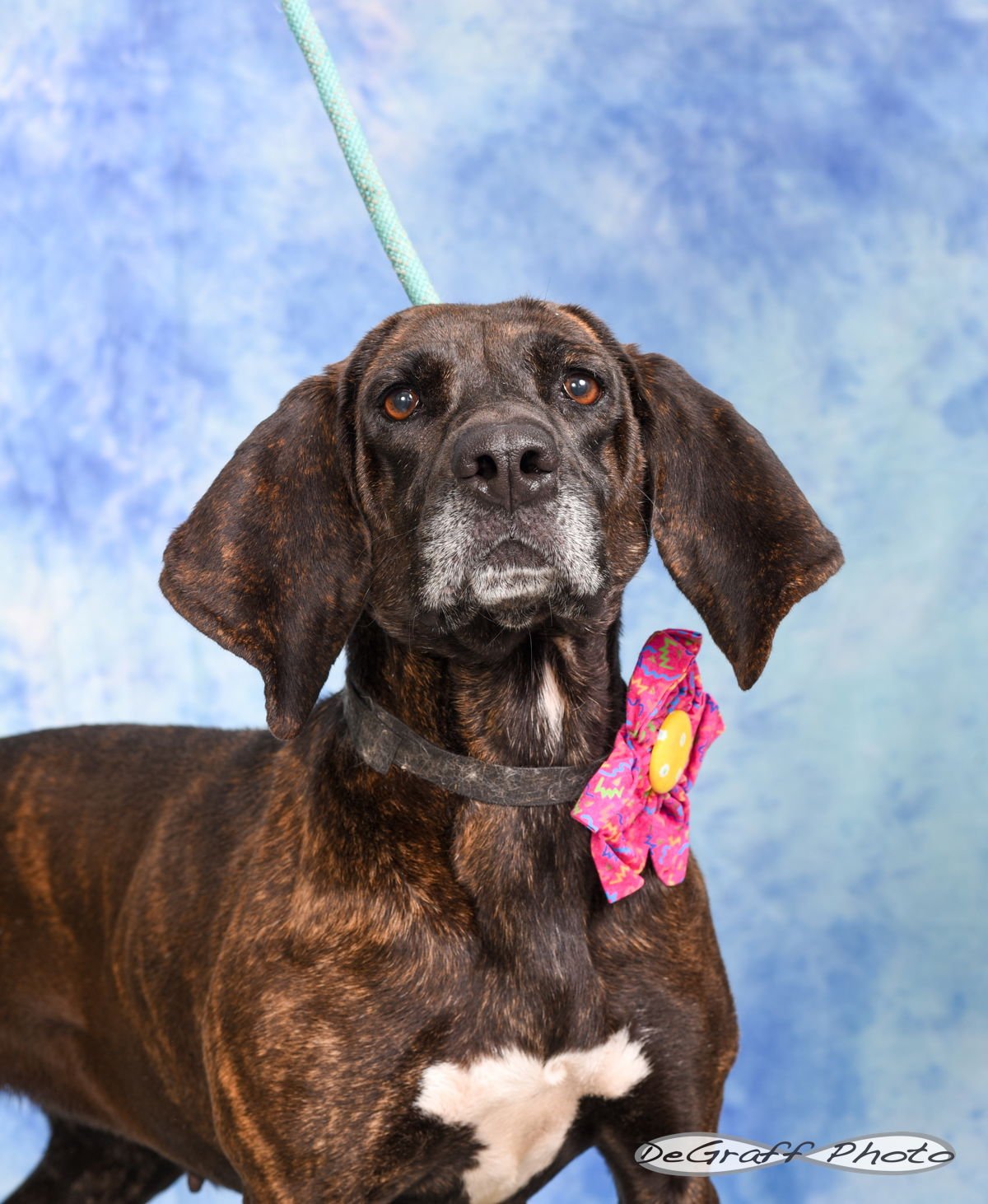 PEARL - Plott Hound available for adoption