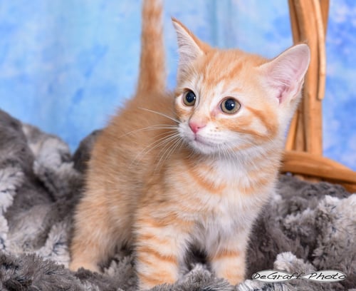 CLEMENTINE - Domestic Short Hair available for adoption
