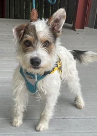 Maximilian (Max) - Photo 1