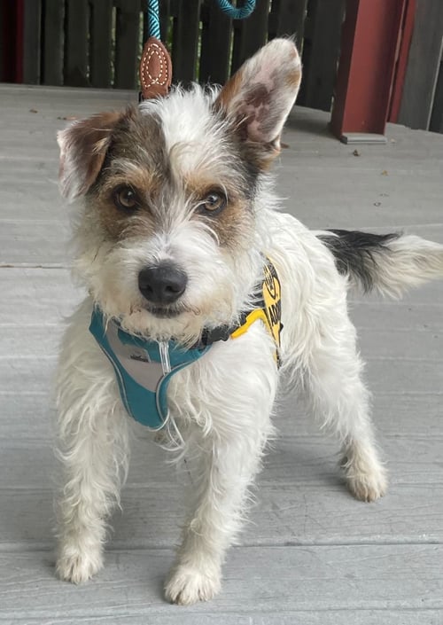 MAXIMILIAN (MAX) - Jack Russell Terrier available for adoption