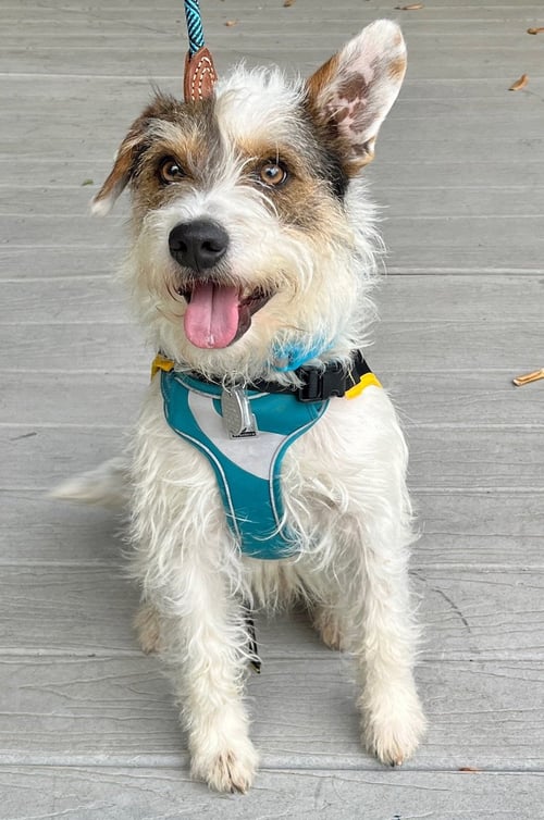 MAXIMILIAN (MAX) - Jack Russell Terrier available for adoption