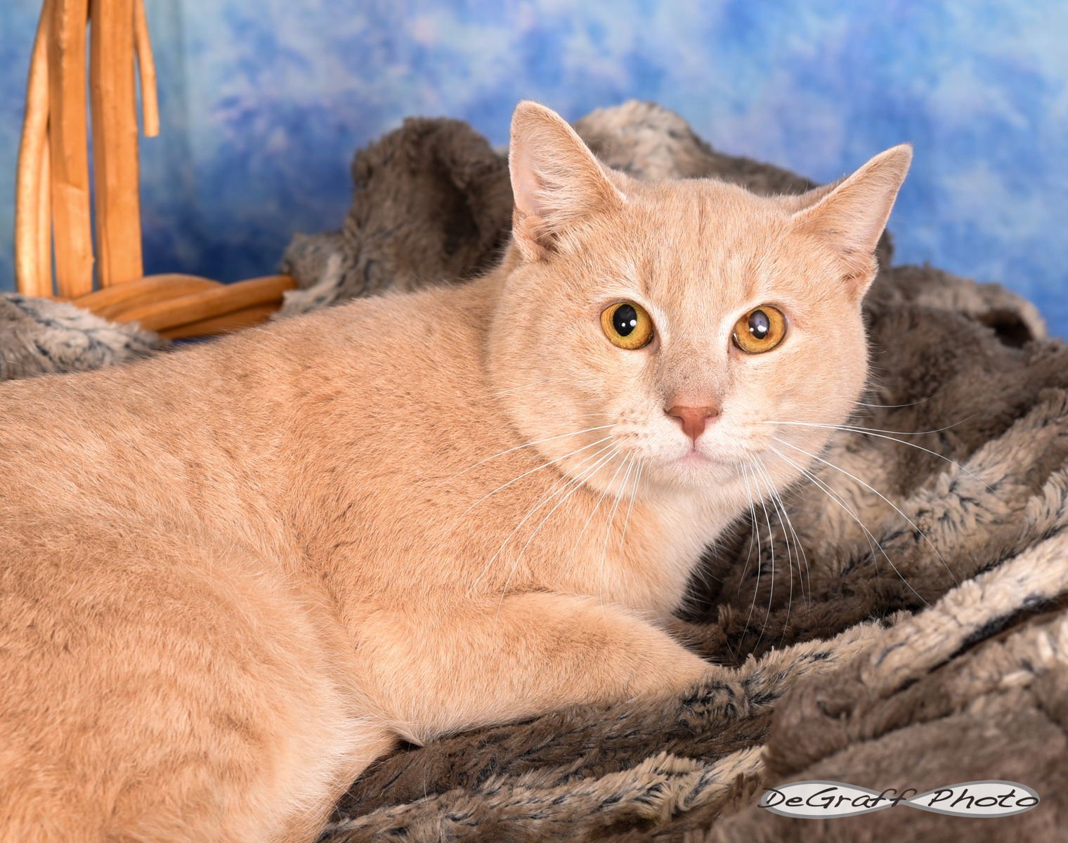 JESTER - Domestic Short Hair available for adoption