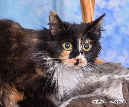 PIXIE - Domestic Medium Hair available for adoption
