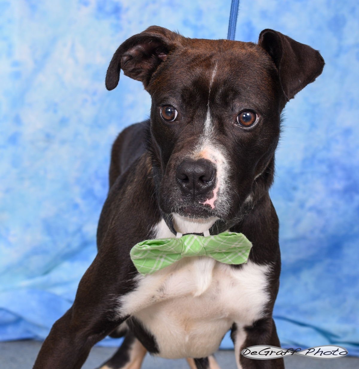 REYNOLD - Boxer available for adoption