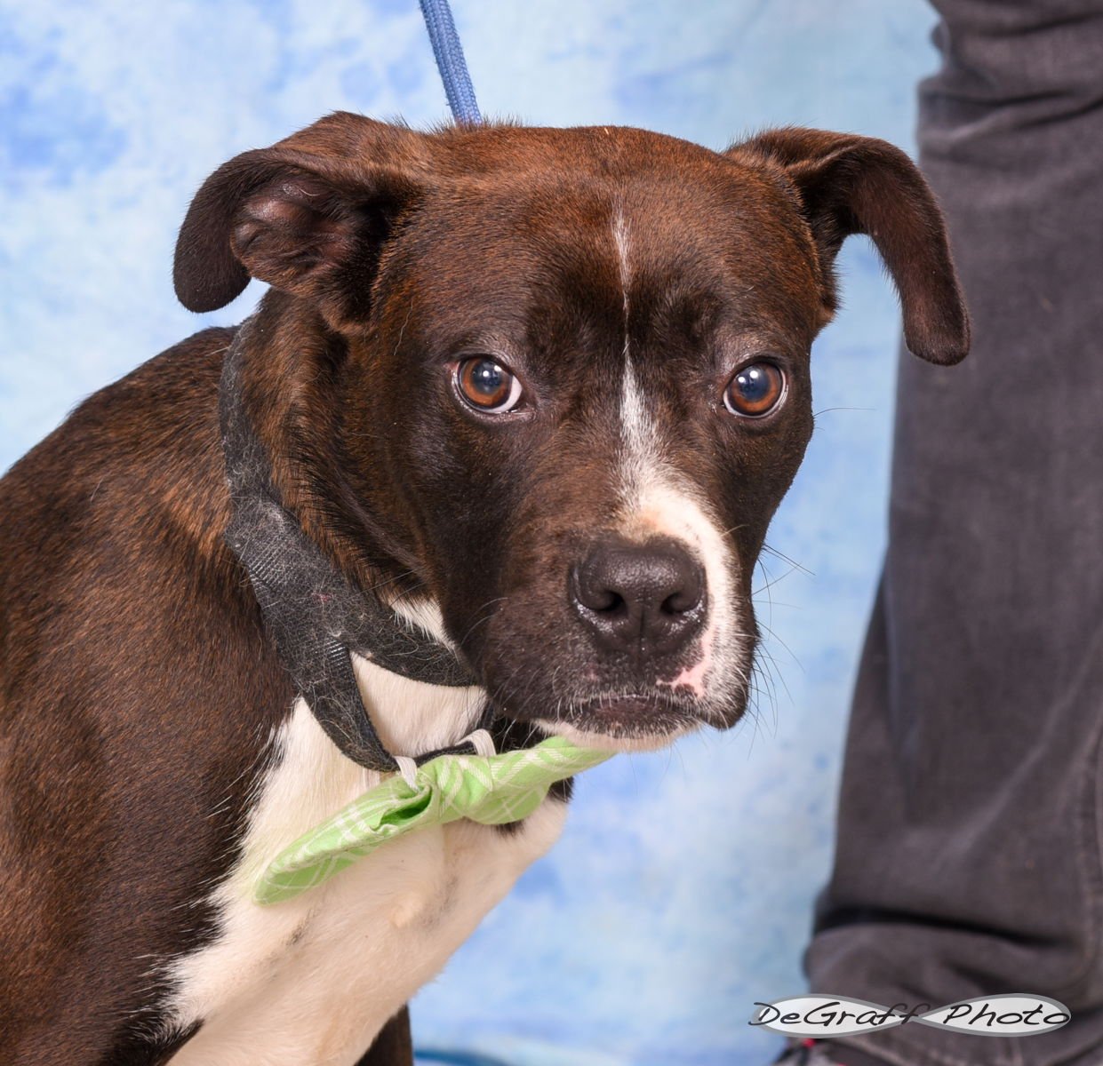 REYNOLD - Boxer available for adoption