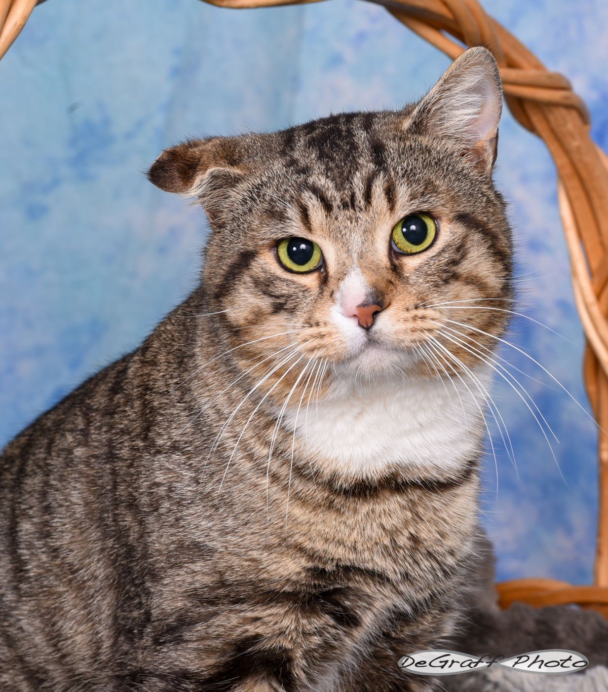 LIAM - Domestic Short Hair available for adoption