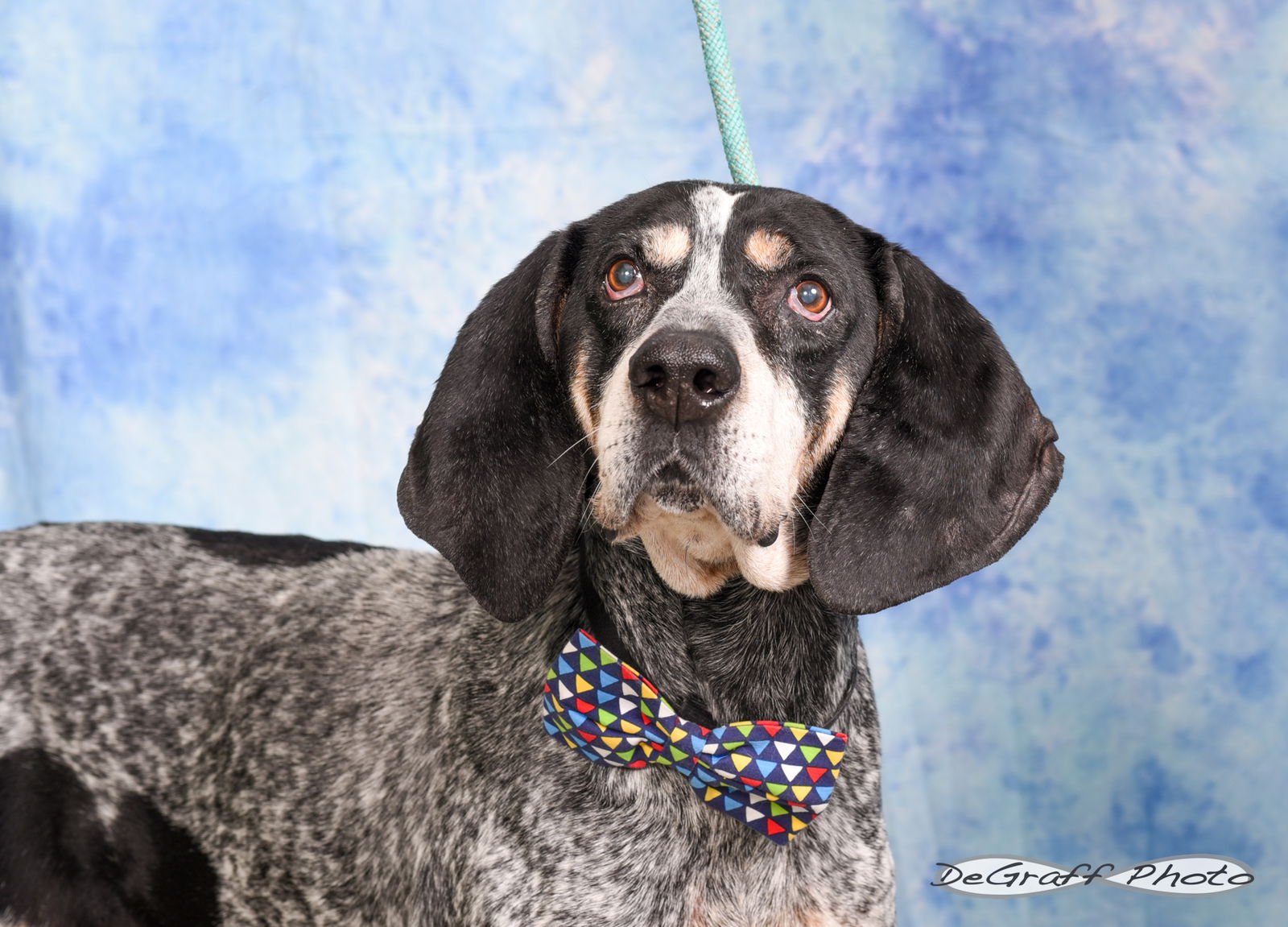 BLUE - Coonhound available for adoption