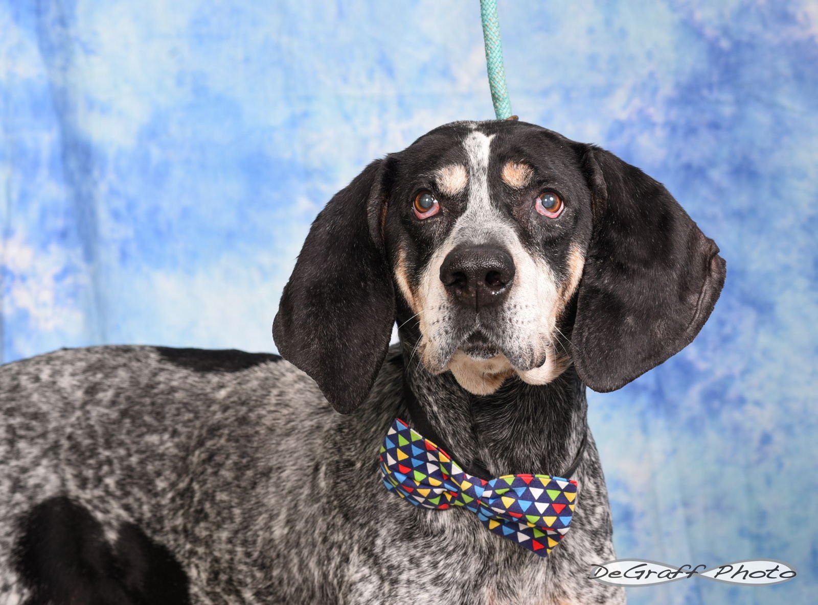 BLUE - Coonhound available for adoption