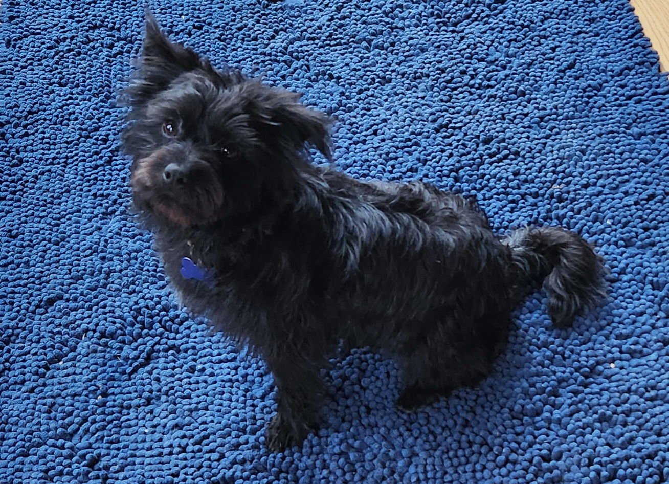 PIXIE - Terrier / Schnauzer available for adoption