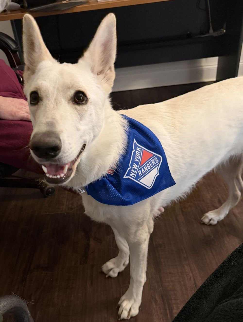 SARAH - German Shepherd Dog available for adoption