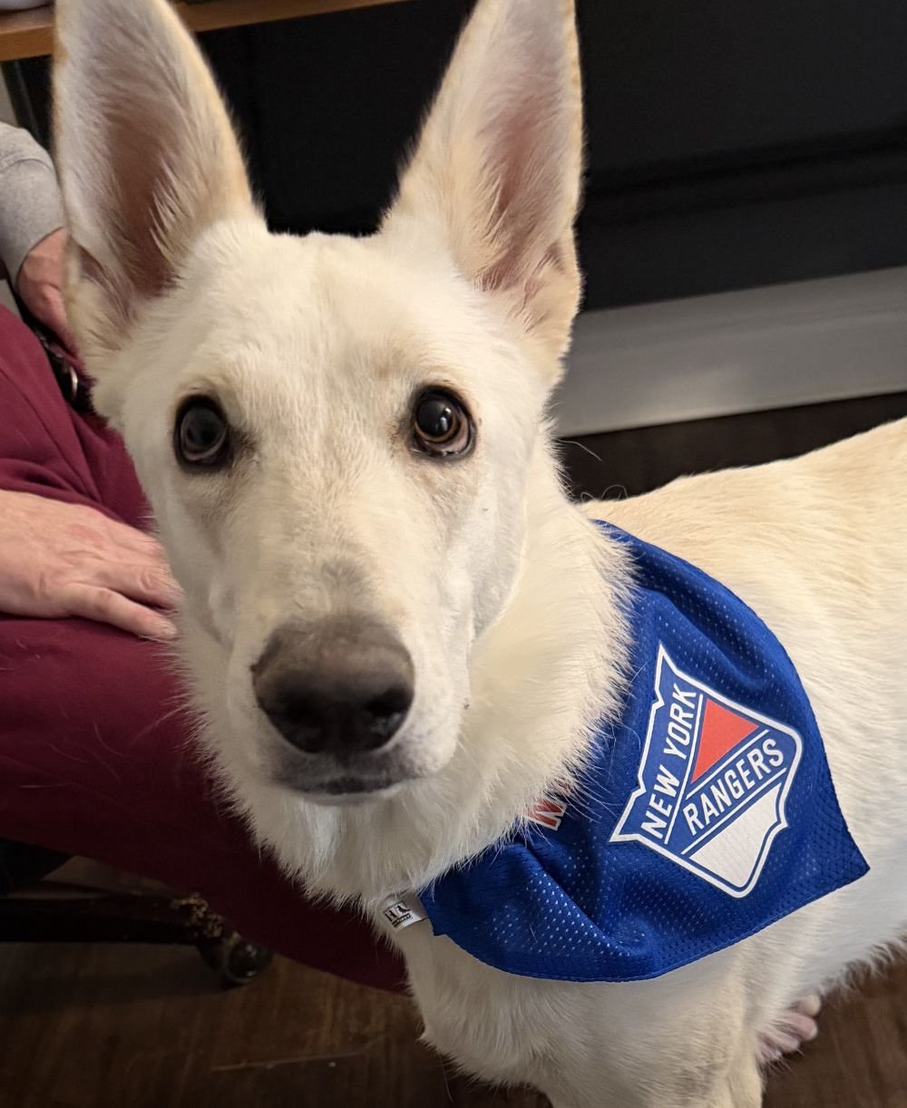 SARAH - German Shepherd Dog available for adoption