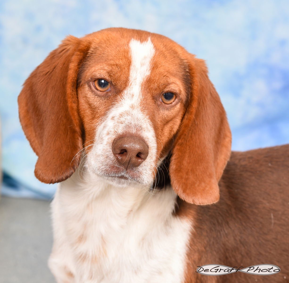 COPPER - Beagle available for adoption