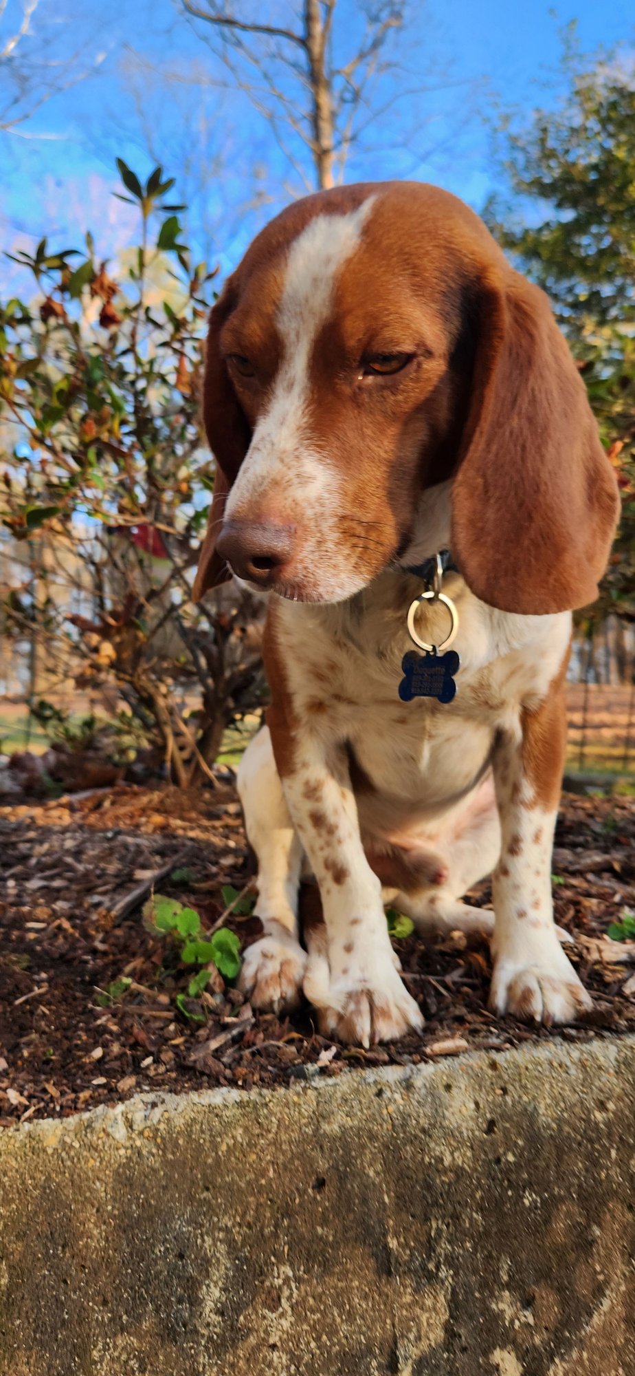 COPPER - Beagle available for adoption
