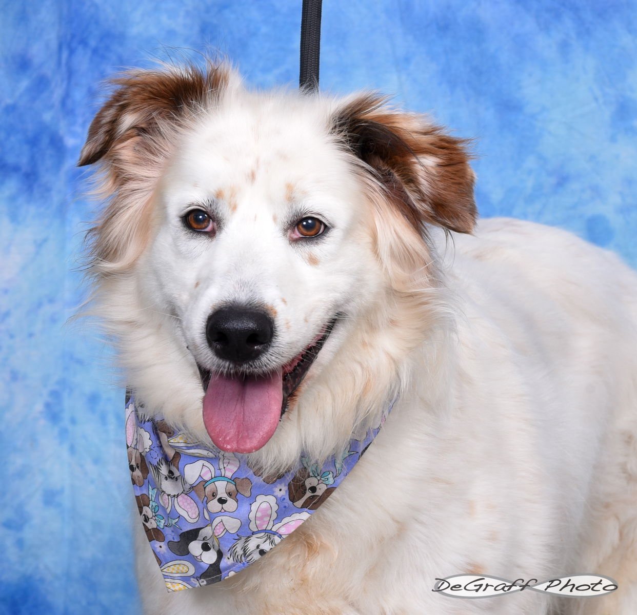 DAISY - Great Pyrenees / Australian Shepherd available for adoption