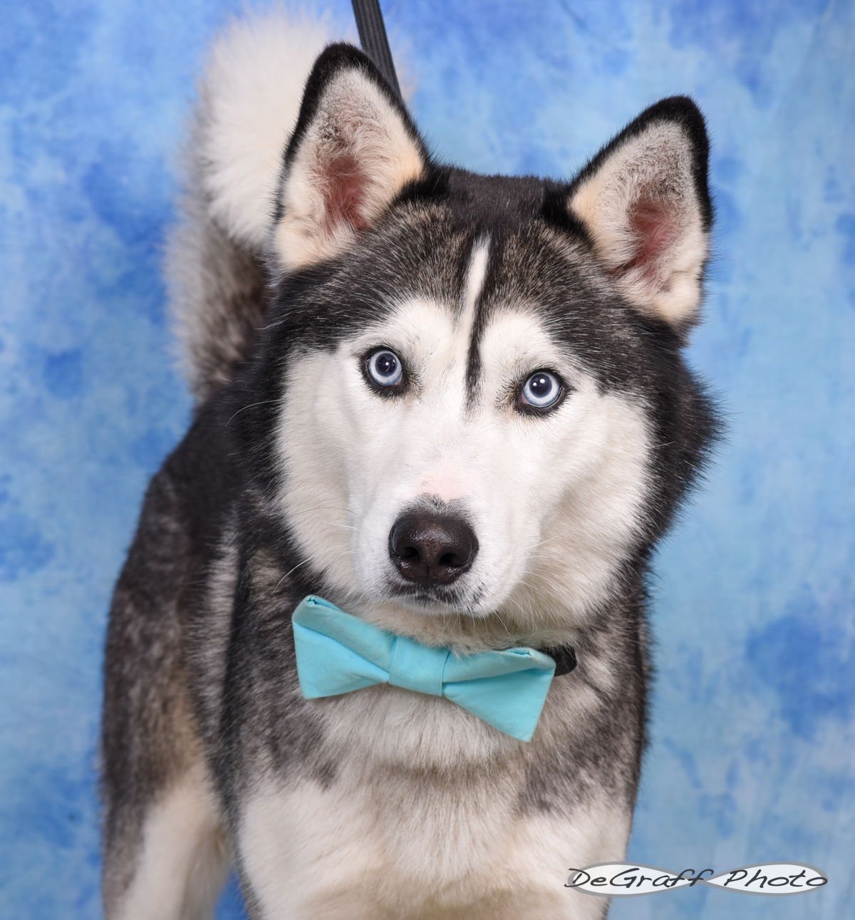 CHASE - Husky available for adoption